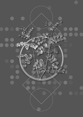 Gray Spotted Bladder Senna