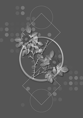 Spiny Leaf Rose of Dematra