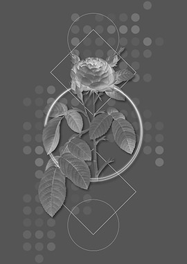 Vintage Red Gallic Rose