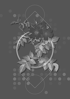 Blooming White Rosebush