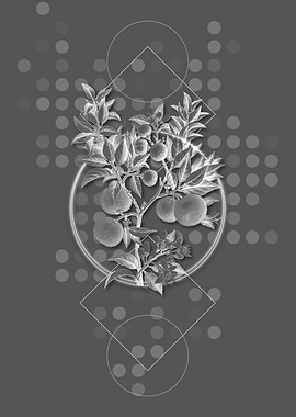 Geometric Bitter Orange