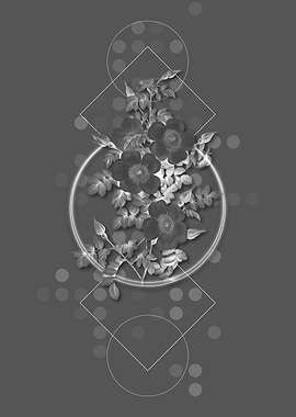 Thornless Burnet Rose