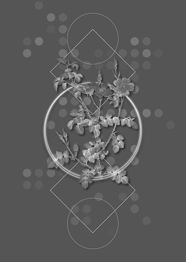 Prickly Sweetbriar Rose