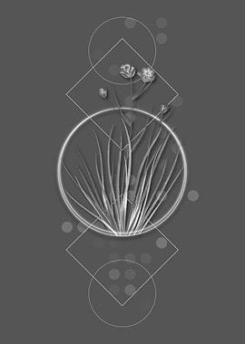 Ghostly Blue Corn Lily