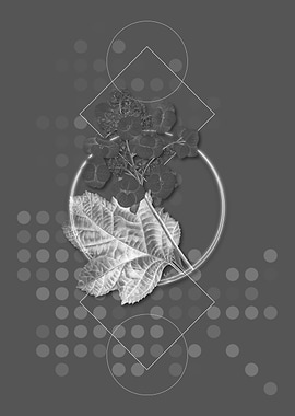 Grey Oakleaf Hydrangea