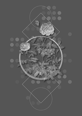 Gray Burgundy Cabbage Rose