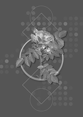 Vintage Kamtschatka Rose