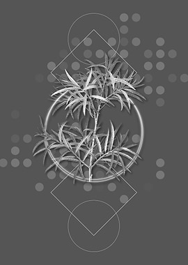 Geometric Bitter Willow