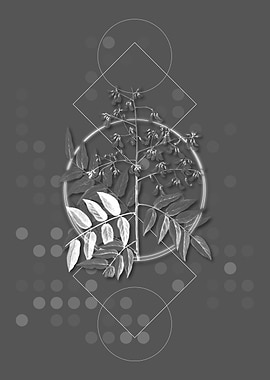 Gray Japanese Pagoda Tree