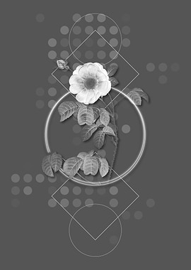 Gray Vintage Rose Flower