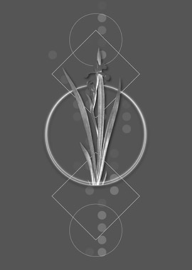 Vintage Yellow Banded Iris