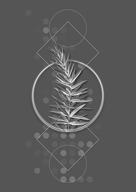 Whorled Solomons Seal