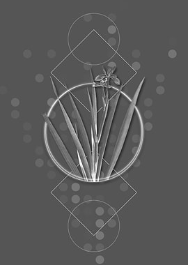 Vintage Gray Stinking Iris