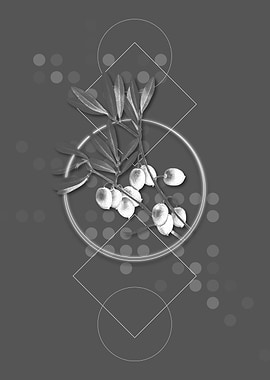 Grey Olive Tree Branch