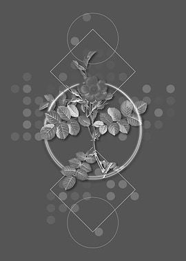 Pink Sweetbriar Rose