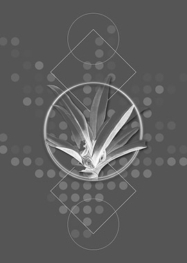 Ghostly Gray Boat Lily