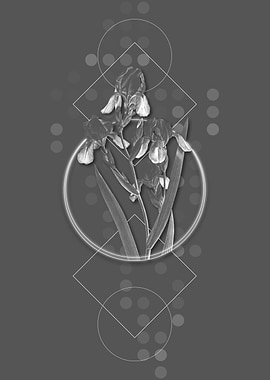 Grey Elder Scented Iris