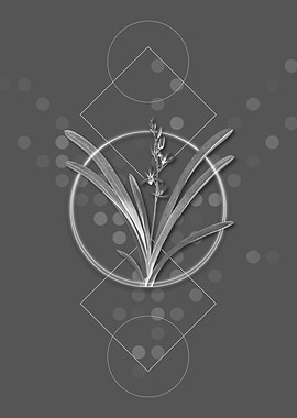 Ghostly Gray Boat Orchid