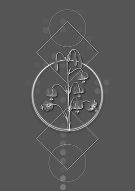 Vintage Lilium Pyrenaicum