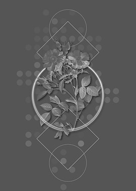 Elizabeths Sweetbriar Rose