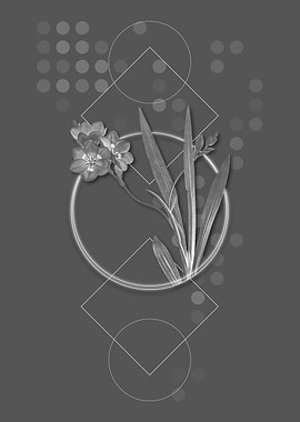 Vintage Grey Ixia Miniata