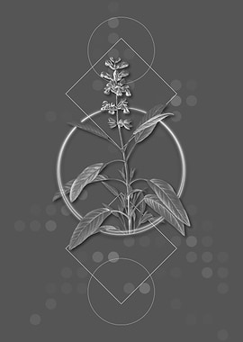 Moody Blooming Sage Plant