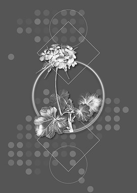 Gray Scarlet Geranium