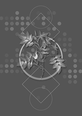 Mountain Rose Bloom Flower