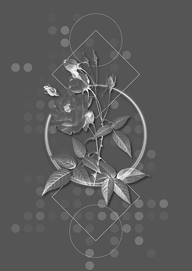 Moody Common Rose of India