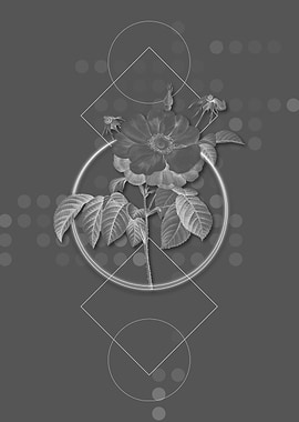 Speckled Provins Rose