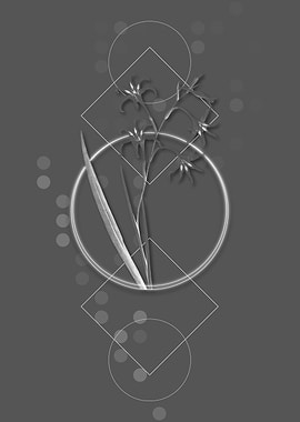 Grey Gladiolus Cuspidatus