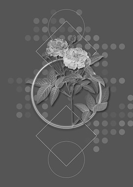 Gray Van Eeden Rose Flower