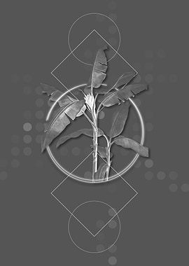 Vintage Scarlet Banana