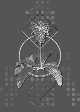 Vintage Gray Eucomis Regia