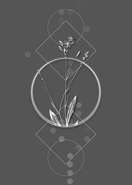 Vintage Gladiolus Junceus