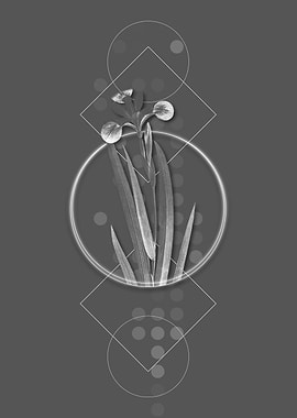 Vintage Harlequin Blueflag