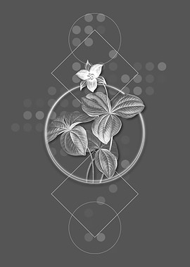 Gray Trillium Rhomboideum