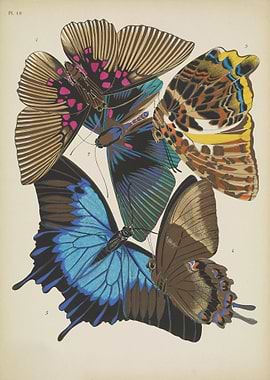 Butterfly Vintage