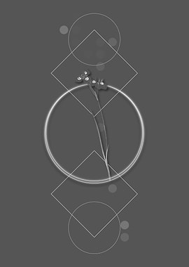 Vieusseuxia Glaucopis