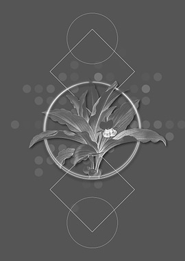 Kaempferia Angustifolia