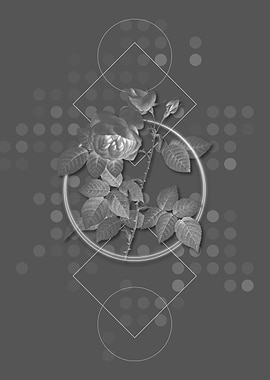 Vintage Pink Bourbon Roses