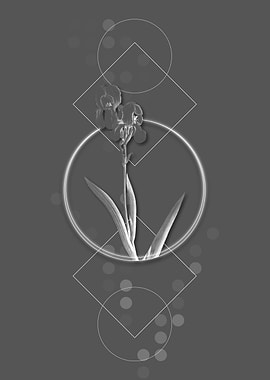 Vintage Tall Bearded Iris