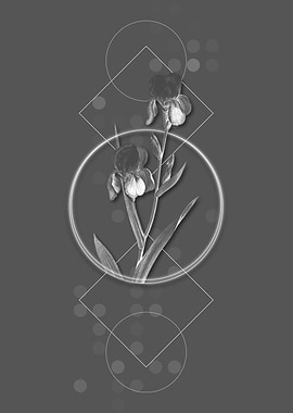 Vintage Elder Scented Iris