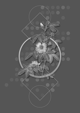 Blooming Single May Rose