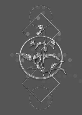 Ghostly Blue Spiderwort