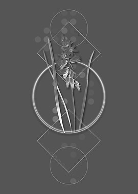 Drooping Star of Bethlehem