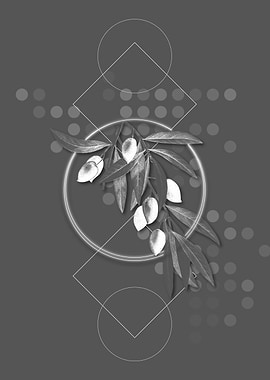 Grey Olive Tree Branch