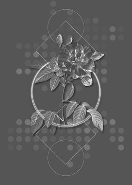 Variegated French Rosebush