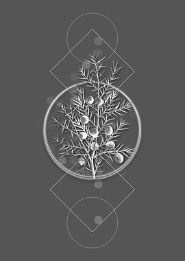 Geometric Common Juniper