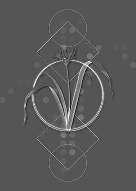 Small Flowered Pancratium